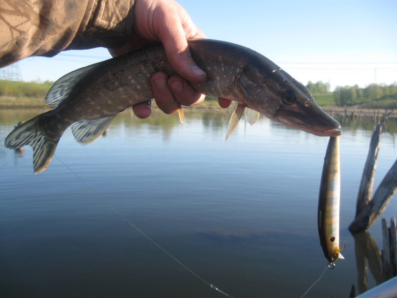 Daiwa MORETHAN X-CROSS 