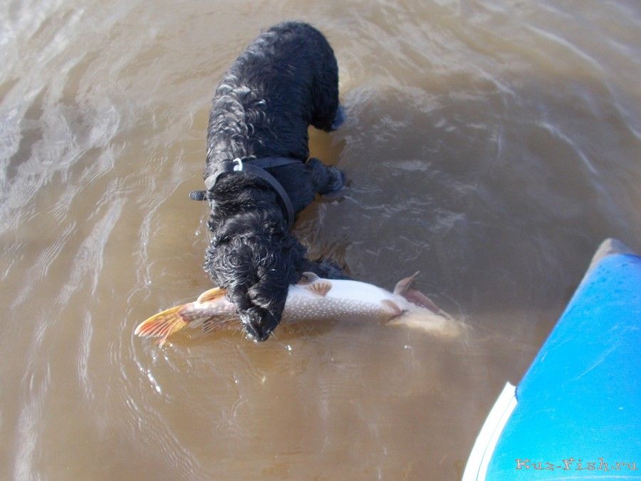 Щукарь