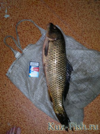 сазан 3.200