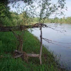 Икебана.