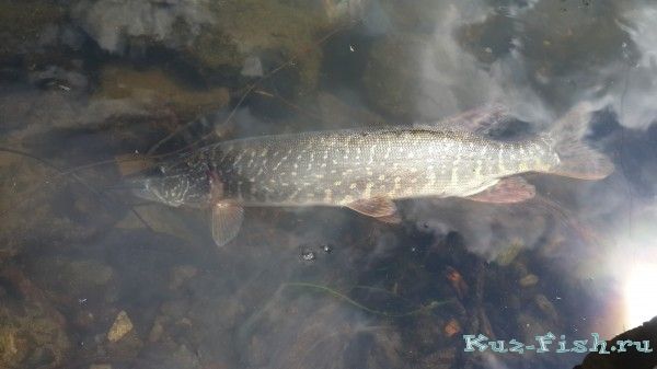 шука 20.06.2016г
