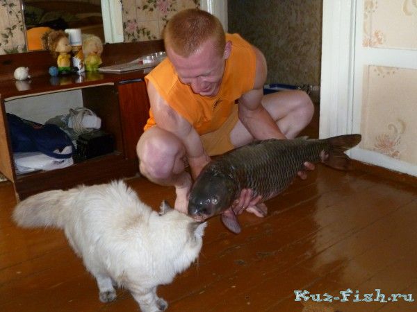 Карп и кот